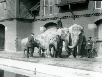 Éléphants asiatiques, deux adultes et deux jeunes, avec leurs gardiens au Zoo de Londres, avant 1930